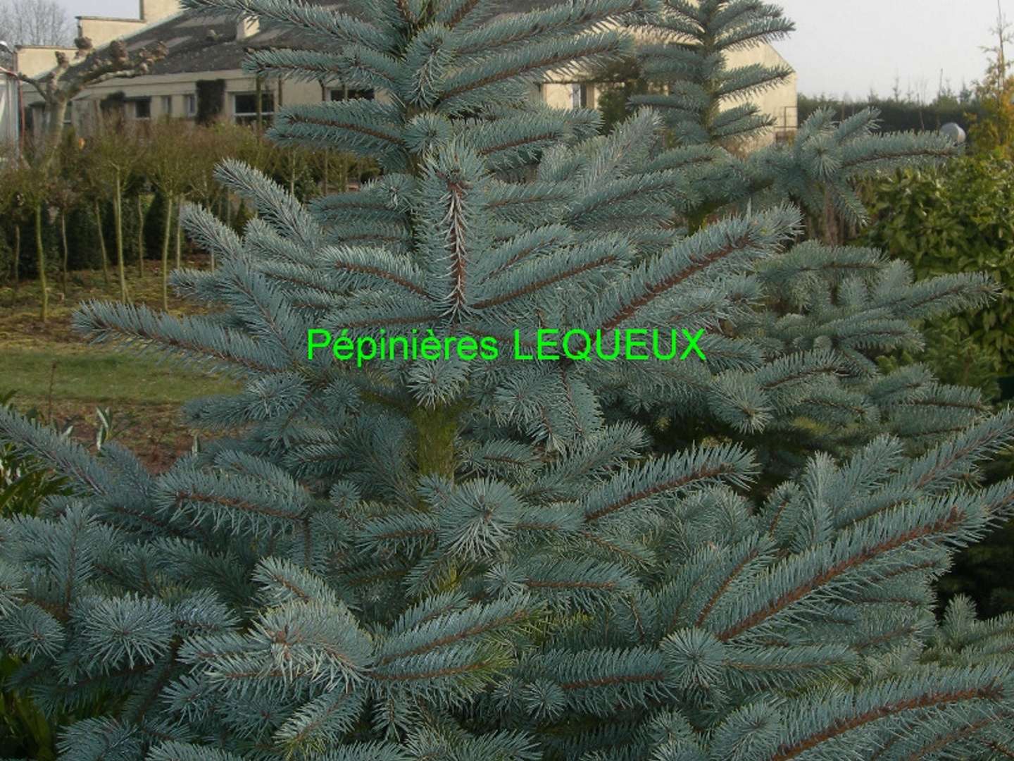SAPIN BLEU